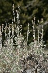 Low Sagebrush inflorescences & foliage