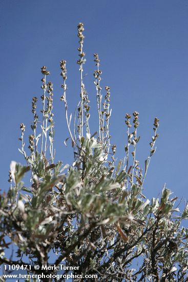Low Sagebrush inflorescences & foliage