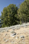 Whitebark Pines w/ Low Sagebrush in meadow fgnd