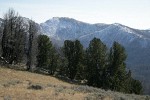Whitebark Pines w/ snow-covered ridge bkgnd