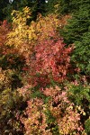 Sitka Mountain Ash fall foliage among Mountain Hemlocks w/ Huckleberries at base