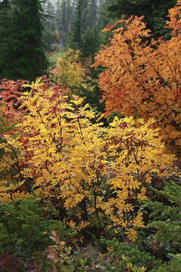 Sitka Mountain Ash fall foliage