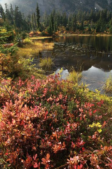 Cascades Blueberries at edge of Picture Lake w/ Sedges, Mountain Hemlocks bkgnd