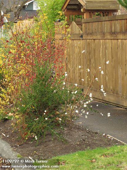 Snowberry, rose hips in parking strip garden w/ wooden fence along sidewalk bkgnd