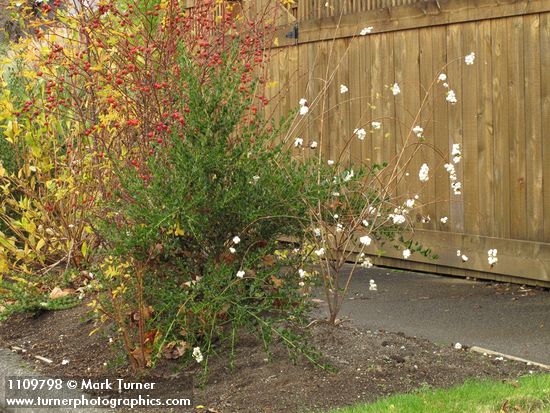 Snowberry, rose hips in parking strip garden w/ wooden fence along sidewalk bkgnd