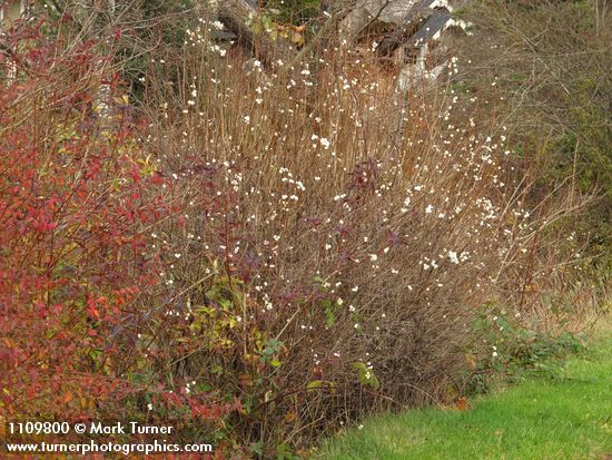 Snowberry thicket, early winter