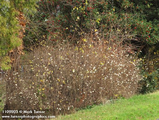 Snowberry thicket, early winter