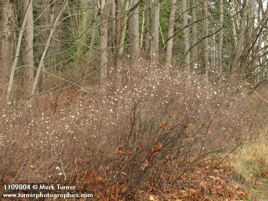 Snowberry thicket under Bigleaf Maples, early winter