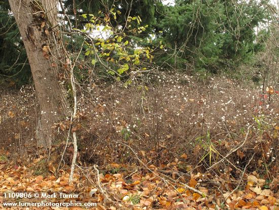 Snowberry thicket at base of Black Cottonwood, early winter