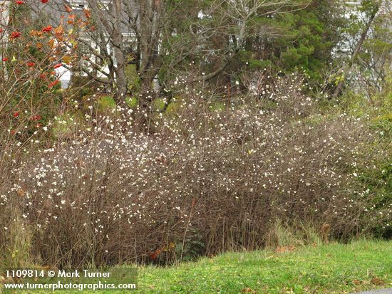Snowberry thicket, early winter