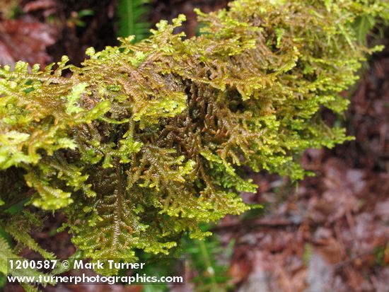 Tree Ruffle Liverwort Liverwort (male)