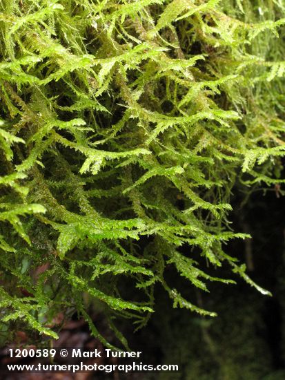 Menzies' Metaneckera Moss