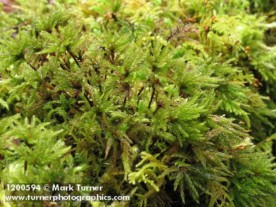 Menzies' Tree Moss (on concrete bridge abutment)