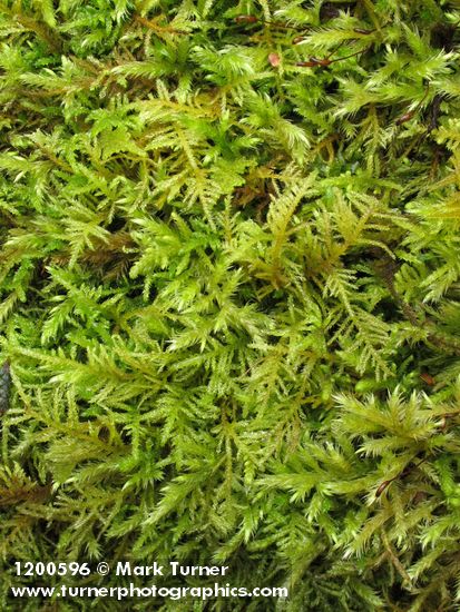 Oregon Beak Moss (on concrete bridge abutment)