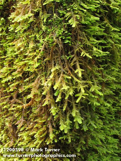 Menzies' Metaneckera Moss (on concrete bridge abutment)