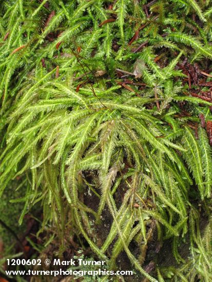 Wavy-leaved Cotton Moss (Worm Moss) on rotting stump