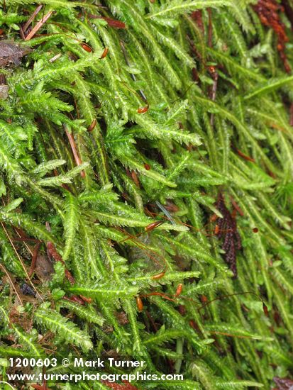 Wavy-leaved Cotton Moss (Worm Moss) on rotting stump