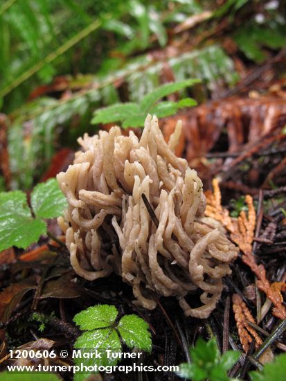 Grey Coral Fungus