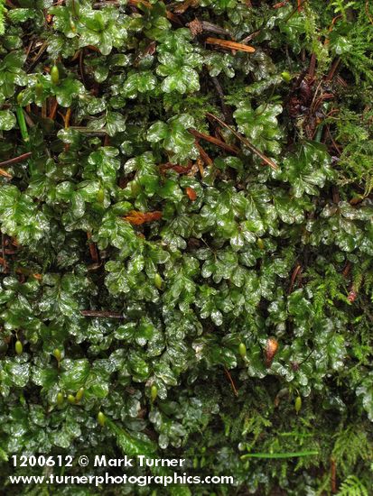 Fan Moss (on rotting log)