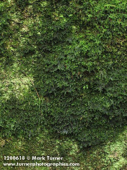 Liverwort & lichens (on granite erratic boulder)