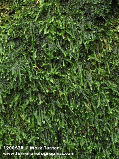 Moss (on granite erratic boulder)