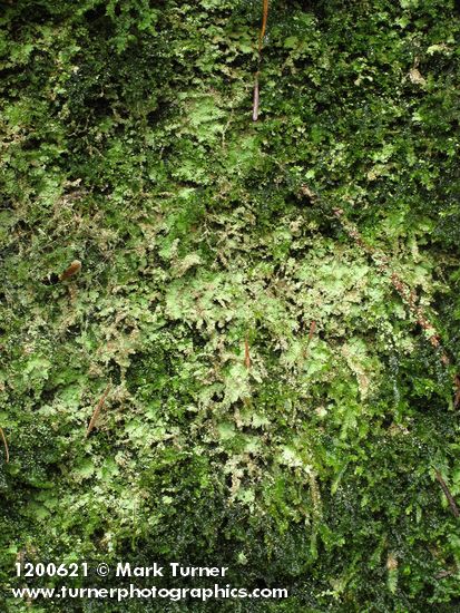 Lichen (on granite erratic boulder)