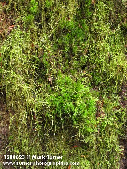 Curly Heron's Bill Moss surrounded by Diaper Moss