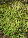 Wavy-leaved Cotton Moss (Worm Moss)  (on rotting stump)