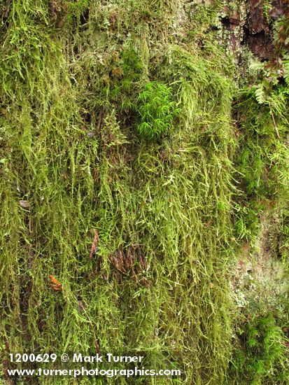 Curly Heron's Bill Moss surrounded by Diaper Moss (on rotting stump)
