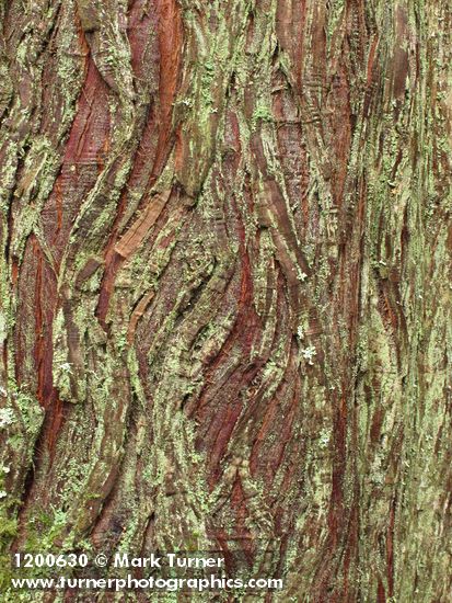 Dust Lichen on Western Redcedar bark