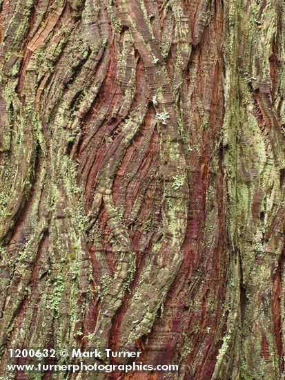 Dust Lichen on Western Redcedar bark