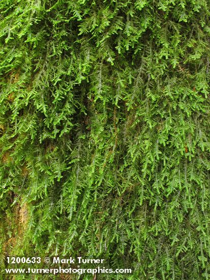 Menzies' Neckera Moss