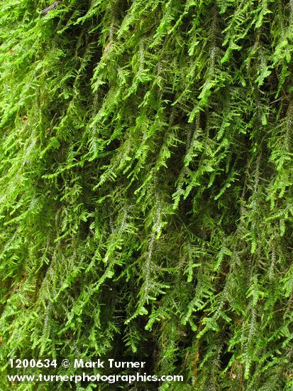 Menzies' Neckera Moss