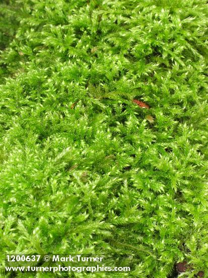 Moss (on fallen log)