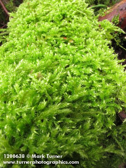 Moss (on fallen log)