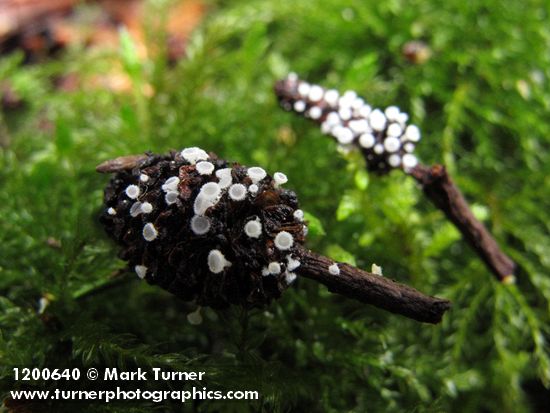 White Daisy Cup Fungi on Red Alder cones