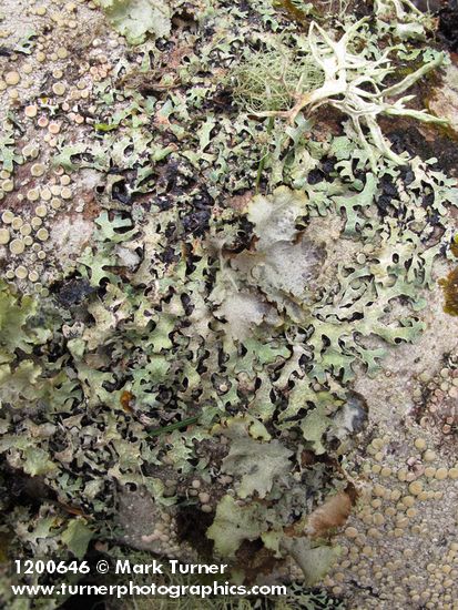 Lichens on Red Alder trunk