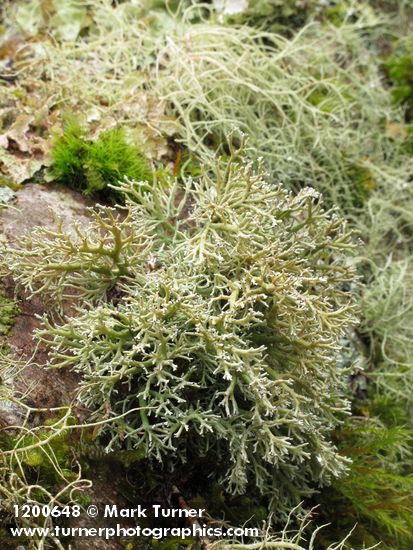Globose Spear-holder Lichen on Red Alder trunk