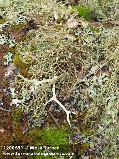 Lichens on Red Alder trunk