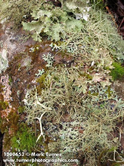 Lichens & Moss on Red Alder trunk