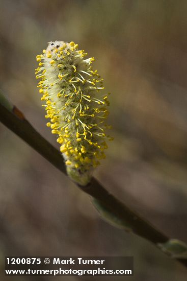Hooker's Willow (Coast Willow) male ament detail