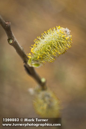 Hooker's Willow (Coast Willow) male ament detail