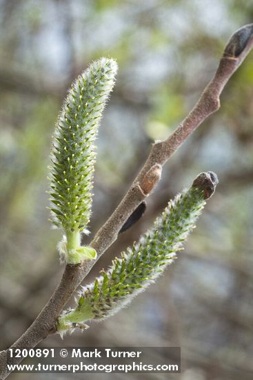 Hooker's Willow (Coast Willow) female aments detail
