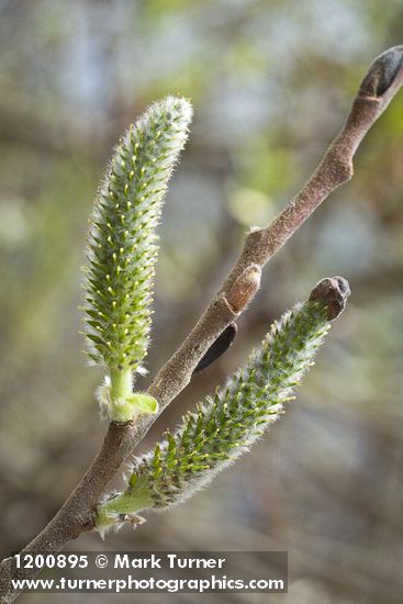 Hooker's Willow (Coast Willow) female aments detail