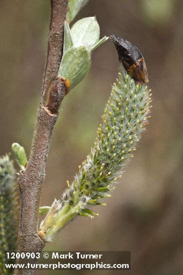 Hooker's Willow (Coast Willow) female aments detail