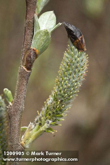 Hooker's Willow (Coast Willow) female aments detail