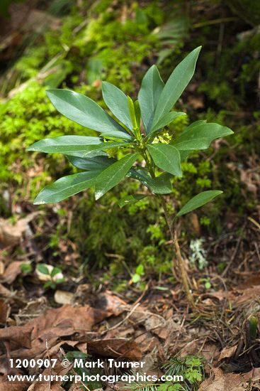 Spurge Laurel