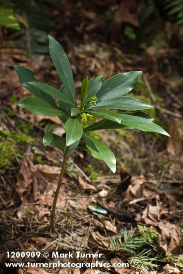 Spurge Laurel