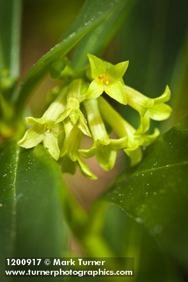 Spurge Laurel blossoms detail