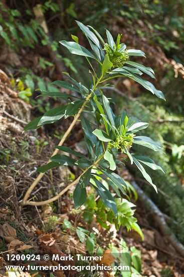 Spurge Laurel